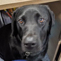 School Librarian (@christs_library) 's Twitter Profile Photo