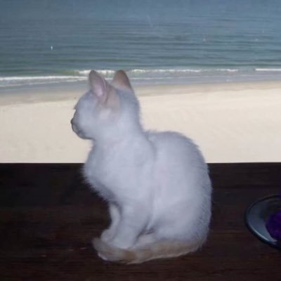 PledgeJones's profile picture. meow