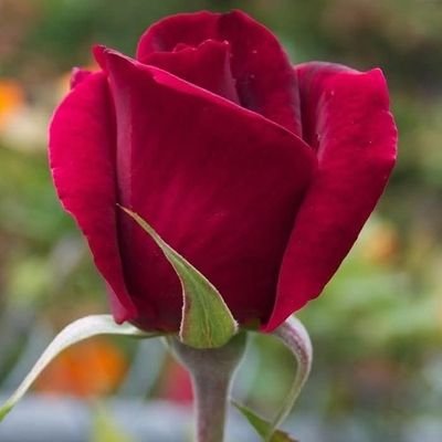 PierreMbele2's profile picture. 