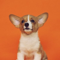 Getapuppy🇨🇦 (@getapuppy) 's Twitter Profile