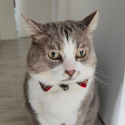 Chadopté par @tontonbobby29 depuis plus d'un an, cousin de @Penelope_du29. Suis chamoureux de @NetteSamsou. Et enfin... suis minoustre de la Fiesta !!! 🎉