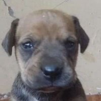 Bananilson Farofa (@popozudo1234) 's Twitter Profile Photo Bananilson Farofa (@popozudo1234) 's Twitter Profile Photo