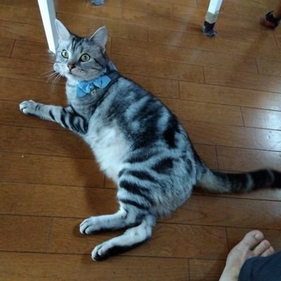 ahVH6t6h9ajnHLq's profile picture. 好きな偉人は、己の信念を最期まで貫いた土方歳三。
人生は一寸先は闇で、リセットは出来ないため、今この一瞬を大事に生きる。
好きな言葉は「ナンクルナイサー」(挫けずにその道を歩み努力すれば、きっと良い日が来る)。
自分の信念は、勇気を持って不正や汚いこと、弱い者虐めに立向うこと。