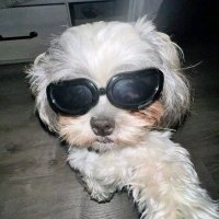DarkBullen (@darkbullen) 's Twitter Profile Photo DarkBullen (@darkbullen) 's Twitter Profile Photo