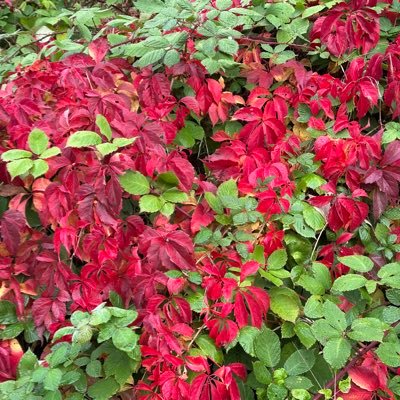 SandraCiti_Lab's profile picture. Architecture, functions and mechanobiology of cell-cell junctions.Located @unige 🇨🇭