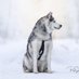 Freya - Futterklaubeauftragte 😈 (@huskyfreya) Twitter profile photo Freya - Futterklaubeauftragte 😈 (@huskyfreya) Twitter profile photo