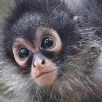 Dr. Darby Proctor (@pantrog) 's Twitter Profile
