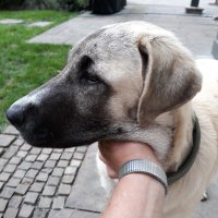 Stefan Helmut Schneider (@muecke2302) 's Twitter Profile