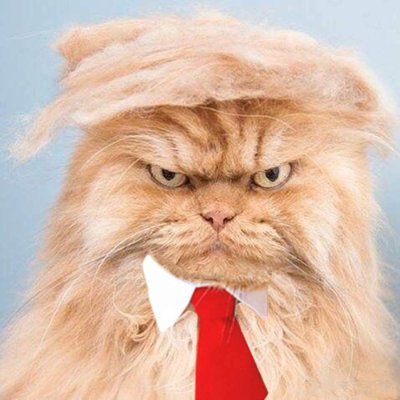TrumpHeightsHoC's profile picture. ראש מועצה על מלא💪