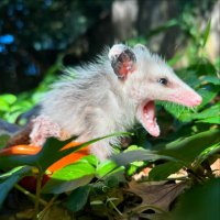 ✨ Princess Sparklefangs ✨ (@possumfangs) 's Twitter Profile