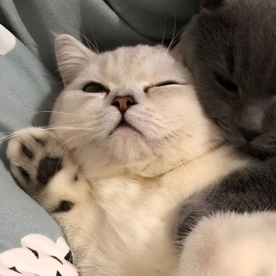 🍒🐈‍⬛