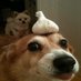 can we touch base next week? (@garliccorgi) Twitter profile photo can we touch base next week? (@garliccorgi) Twitter profile photo