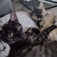 Veganchick29🌱🇩🇪 (@veganchick291) Twitter profile photo