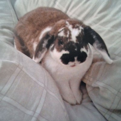 MissGnomeArgh's profile picture. 