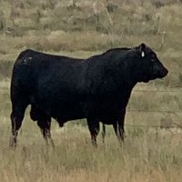 Mare (@broodcow2) 's Twitter Profile Photo Mare (@broodcow2) 's Twitter Profile Photo