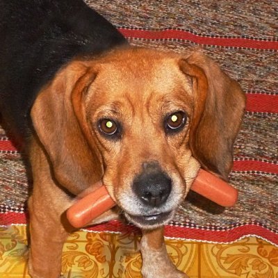 lukamoose's profile picture. 