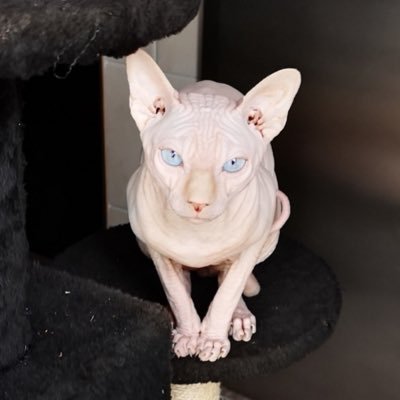 macaba Profile