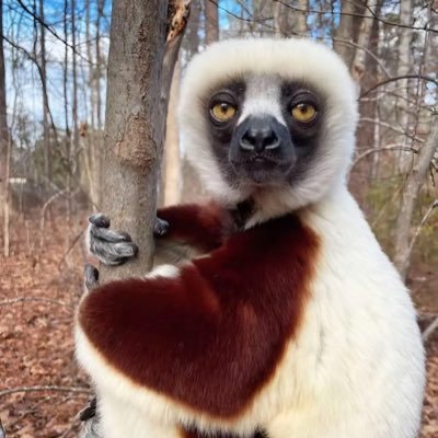 sqedx's profile picture. 50k DM fee💪 // @Lions #OnePride #DetroitBasketball