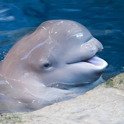 belugabillions's profile picture. ✝️ 🙏 🐳📈🚀