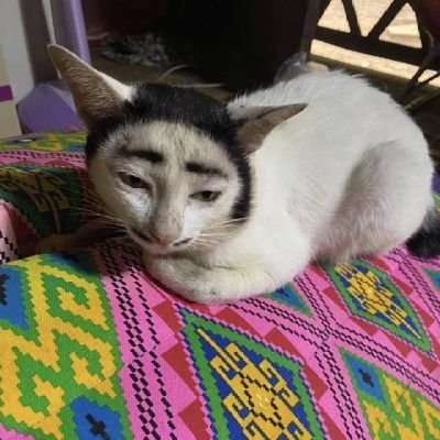 hellvladtepes's profile picture. 