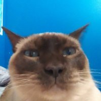 STAR | ASS | Logiman11 (@logimanwastaken) 's Twitter Profile