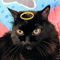 Felicia Sandoval (@felicia94082961) 's Twitter Profile Photo