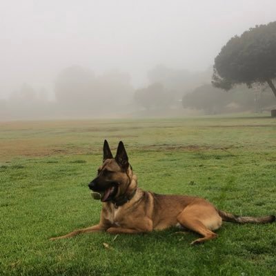 cvd777's profile picture. Not a fan of crowds - lucky trader for over a decade. Anti-fintwit, a journal.