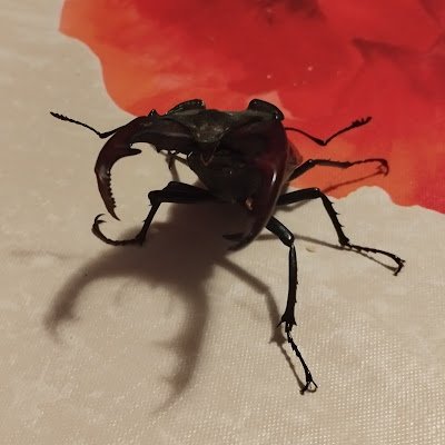 Heavy111Metal's profile picture. 