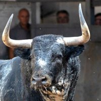 ÚnicoReyElToro🇪🇦 (@fiel_al_7) 's Twitter Profile Photo ÚnicoReyElToro🇪🇦 (@fiel_al_7) 's Twitter Profile Photo