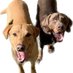 Cotswold K9 & Equine Care Ltd (@cotswoldk9equin) Twitter profile photo Cotswold K9 & Equine Care Ltd (@cotswoldk9equin) Twitter profile photo