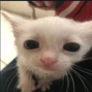 zombzie____'s profile picture. não sei usar o twitter