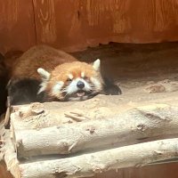きなこもち (@kinacomochilast) 's Twitter Profile Photo