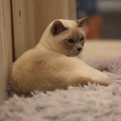 Xo_toraneko's profile picture. よしちゃん☀️🌙のアカウントがロックされて復活出来ないので新たに作りました 復活したらまた戻ります 無言フォローしますのでよろしくお願いします