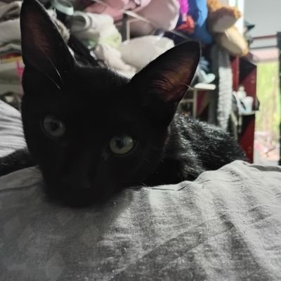 franu_c0's profile picture. 18 años || Arg || multishipper