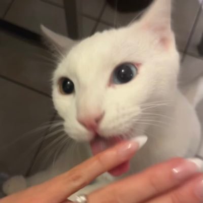 lokidortt's profile picture. 3 petits chats 🐾 loki 🤍 kyubi 🧡 naeya 🖤