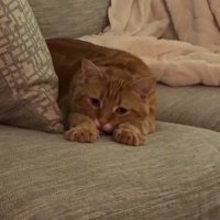 chris (@chrisbunkbed) 's Twitter Profile Photo chris (@chrisbunkbed) 's Twitter Profile Photo