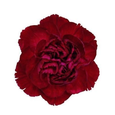 undillara's profile picture. |@KAU