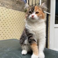 Sude (@sudekayajj22) 's Twitter Profile