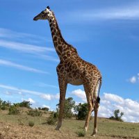 save_the_animals (@save_animals777) 's Twitter Profile Photo save_the_animals (@save_animals777) 's Twitter Profile Photo
