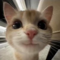 Zinn (@xzinn_) 's Twitter Profile