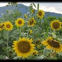 Barbara Coble - @Bacoble - Twitter