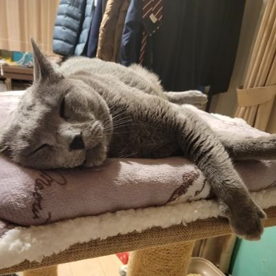 Apex_yuuki's profile picture. APEX出来るフレンド募集中💪