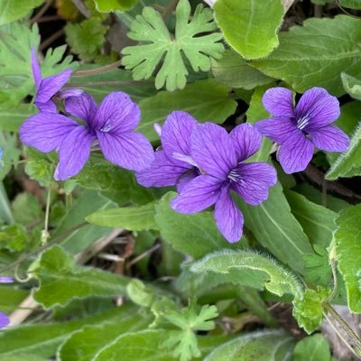 空に憧れ、花に恋して♡小さな庭で薔薇やクリスマスローズを育てています。お花好きの人と繋がりたい。DMは❌会話だけの垢の方、ホロー出来ません。