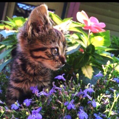 oyatsu_1suki's profile picture. 雑多アカ/ときどき観劇/万歩計/散歩/健康が一番