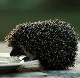fruffl's profile picture. Oceanology, Marine Environment and Resource Management, Protozoology
