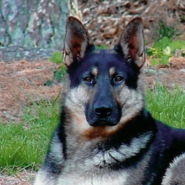 Rosaland761's profile picture. Vet. Love my country! Putting in my two cents .Take it or leave it. #NotMAGA