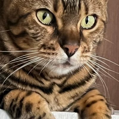 拜托 中国的爱猫爱狗的各位 来打击虐待动物行业, 我请求你的帮助 China's anti-abuse of animals