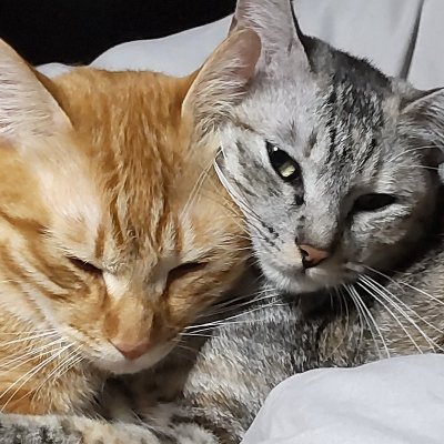 tora202406's profile picture. しぐれ♂&さいか♀23年8月生まれの実兄妹＋下僕のｼﾞｼﾞｲ。日本猫ﾗﾌﾞ