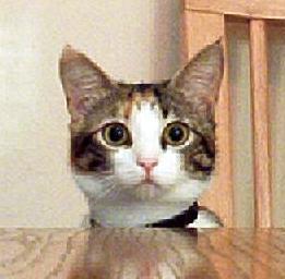 panicbutton100's profile picture. Editor, writer, NASA geek, triathlete, fan of national parks and college football. And baseball.  And cats.