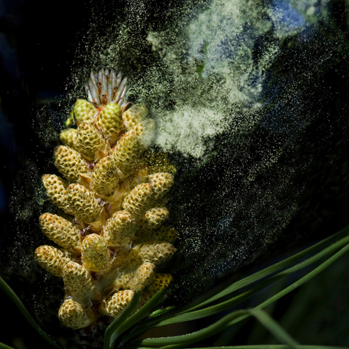 PINE POLLEN is the perfect foundation for elite nutrition. This super-charged elixir contains over 200 bioactive nutrients, vitamins, and minerals.